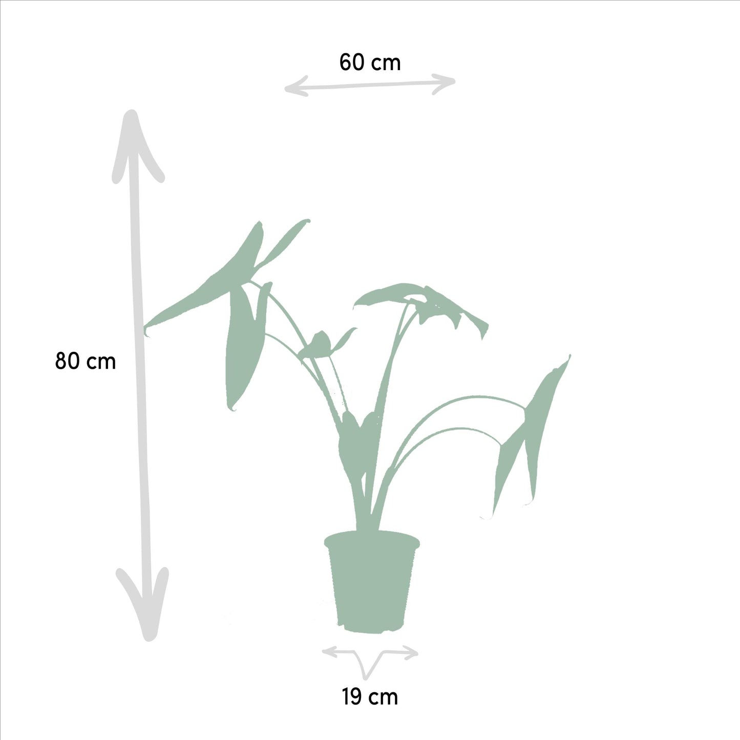 Alocasia Zebrina + Alocasia Lauterbachiana