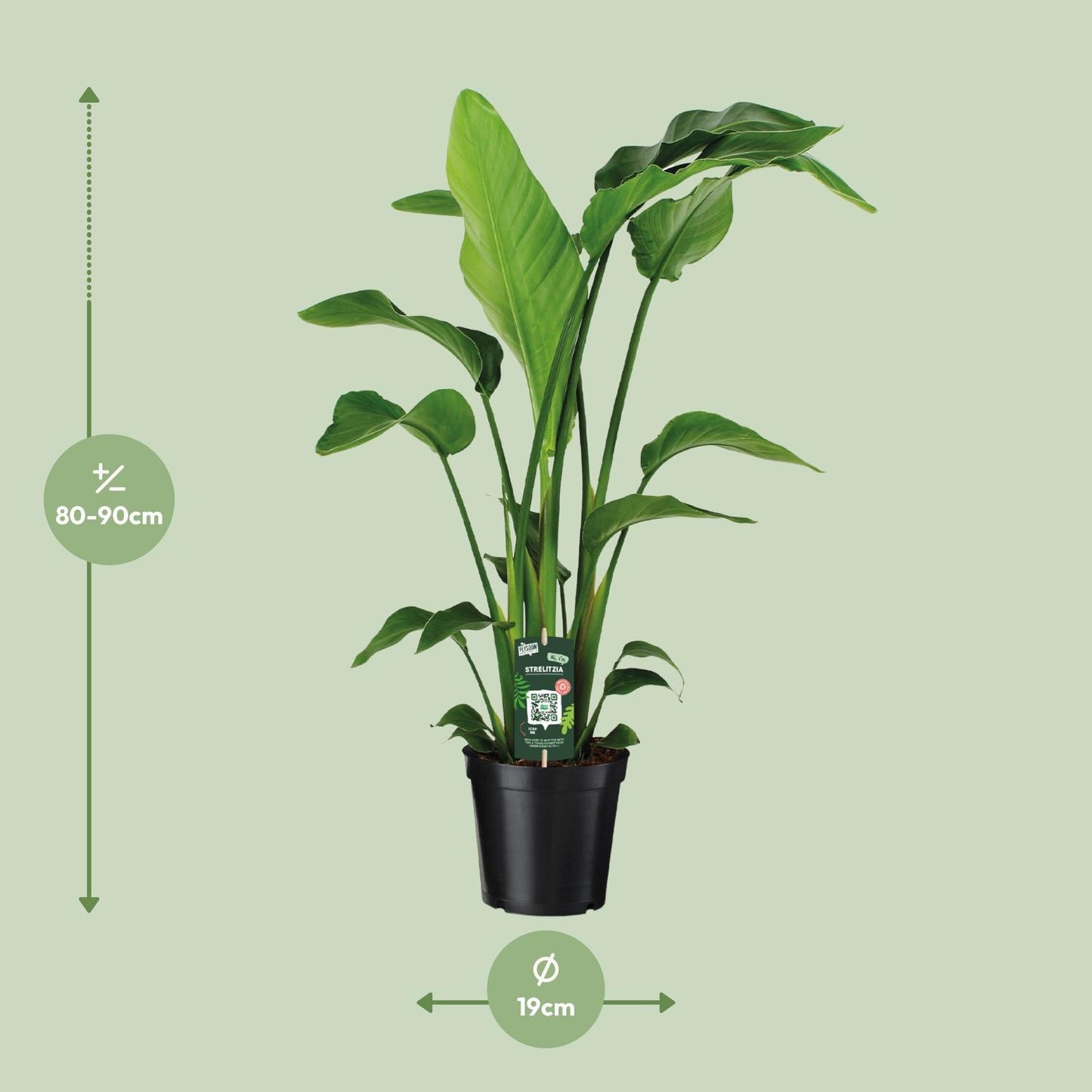 Strelitzia Nicolaï - Ø19 ↕90