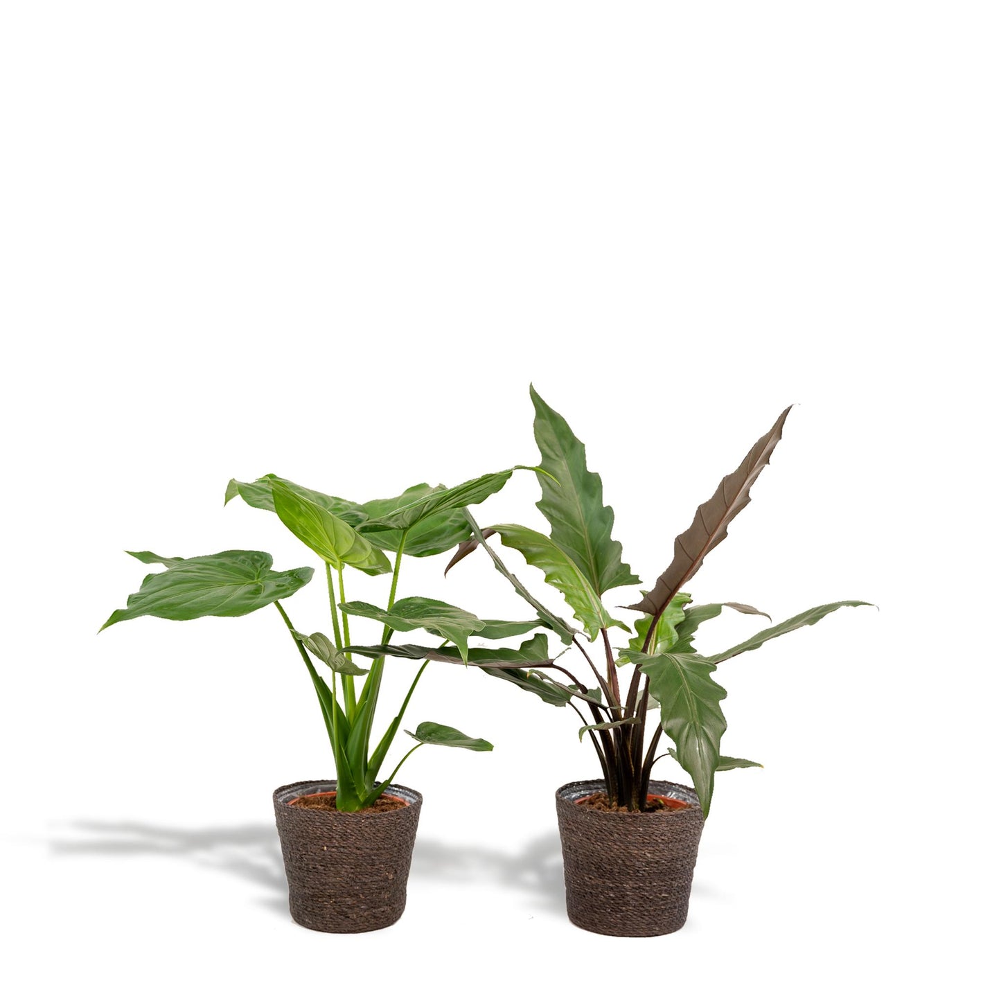 Alocasia Cucullata + Alocasia Lauterbachiana + Mand Igmar