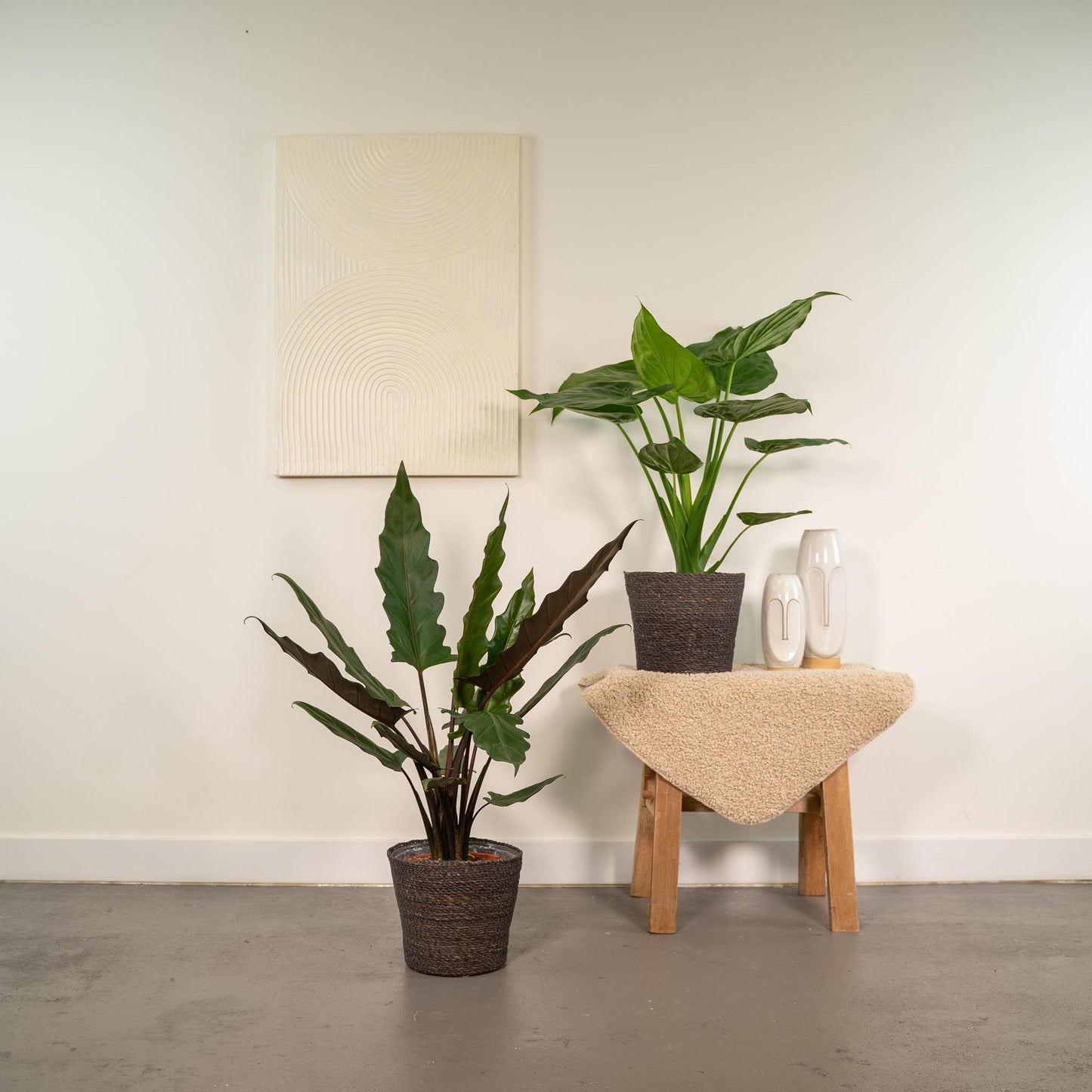 Alocasia Cucullata + Alocasia Lauterbachiana + Mand Igmar