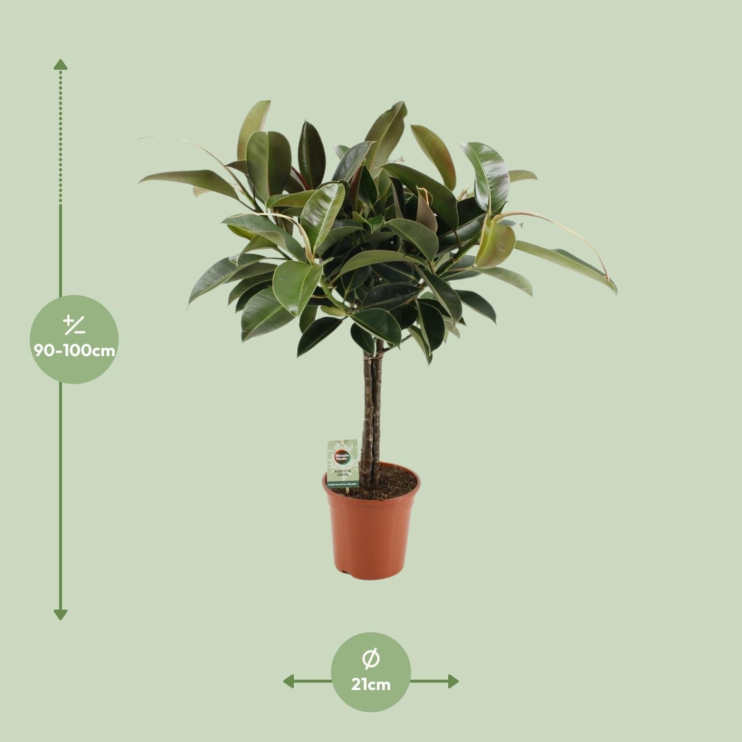 Ficus Elastica Melany - Ø21cm - ↕95cm