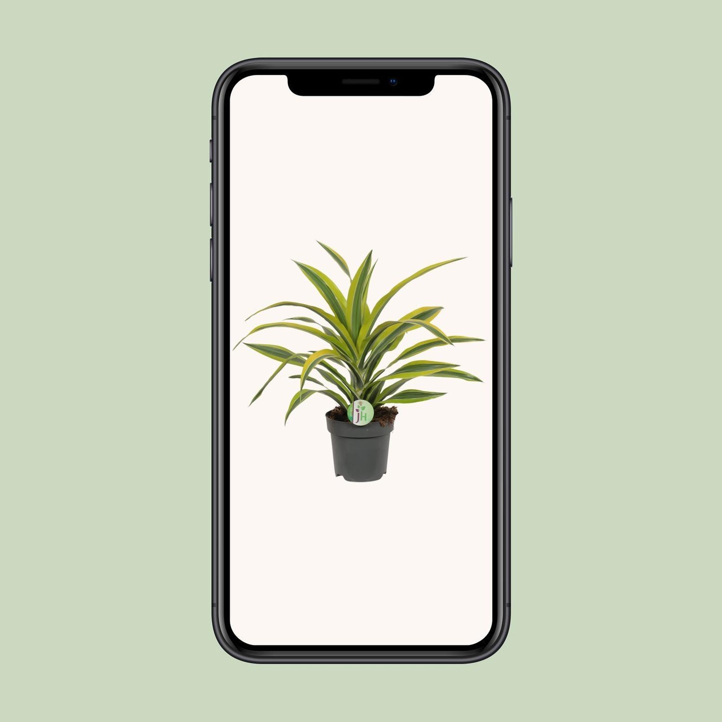 Dracaena Fragrans Lemon Lime Ø17cm - ↕40cm