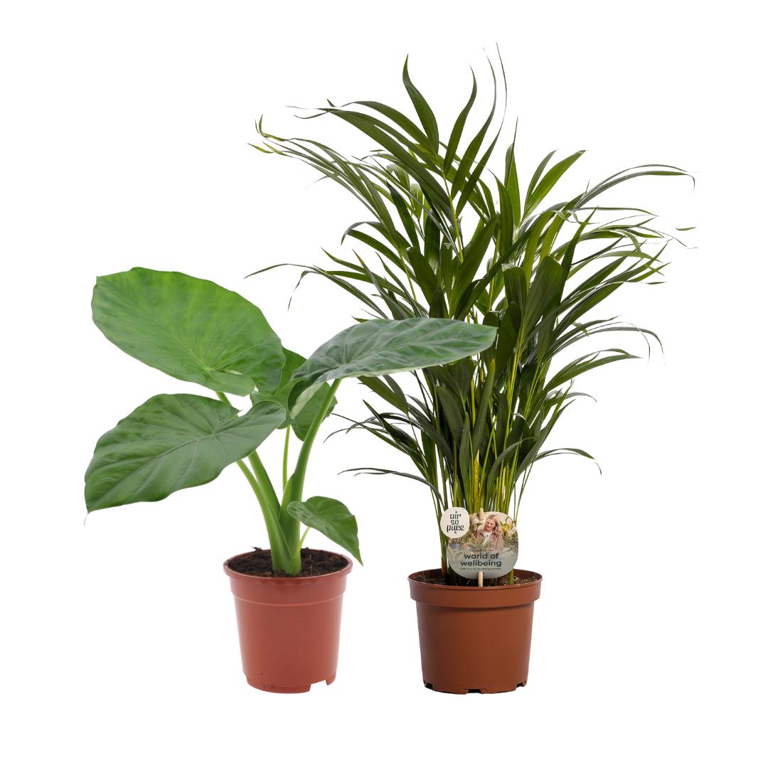 Alocasia Macrorrhiza/Dypsis Lutescens Duo - 2 pieces