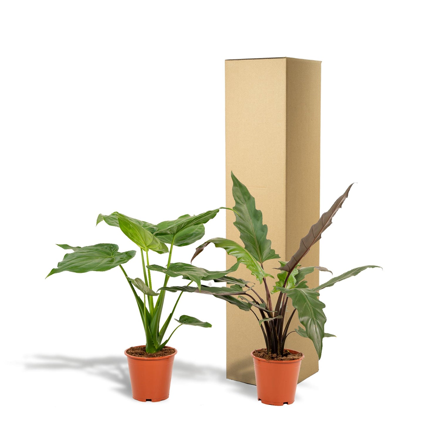 Alocasia Cucullata + Alocasia Lauterbachiana