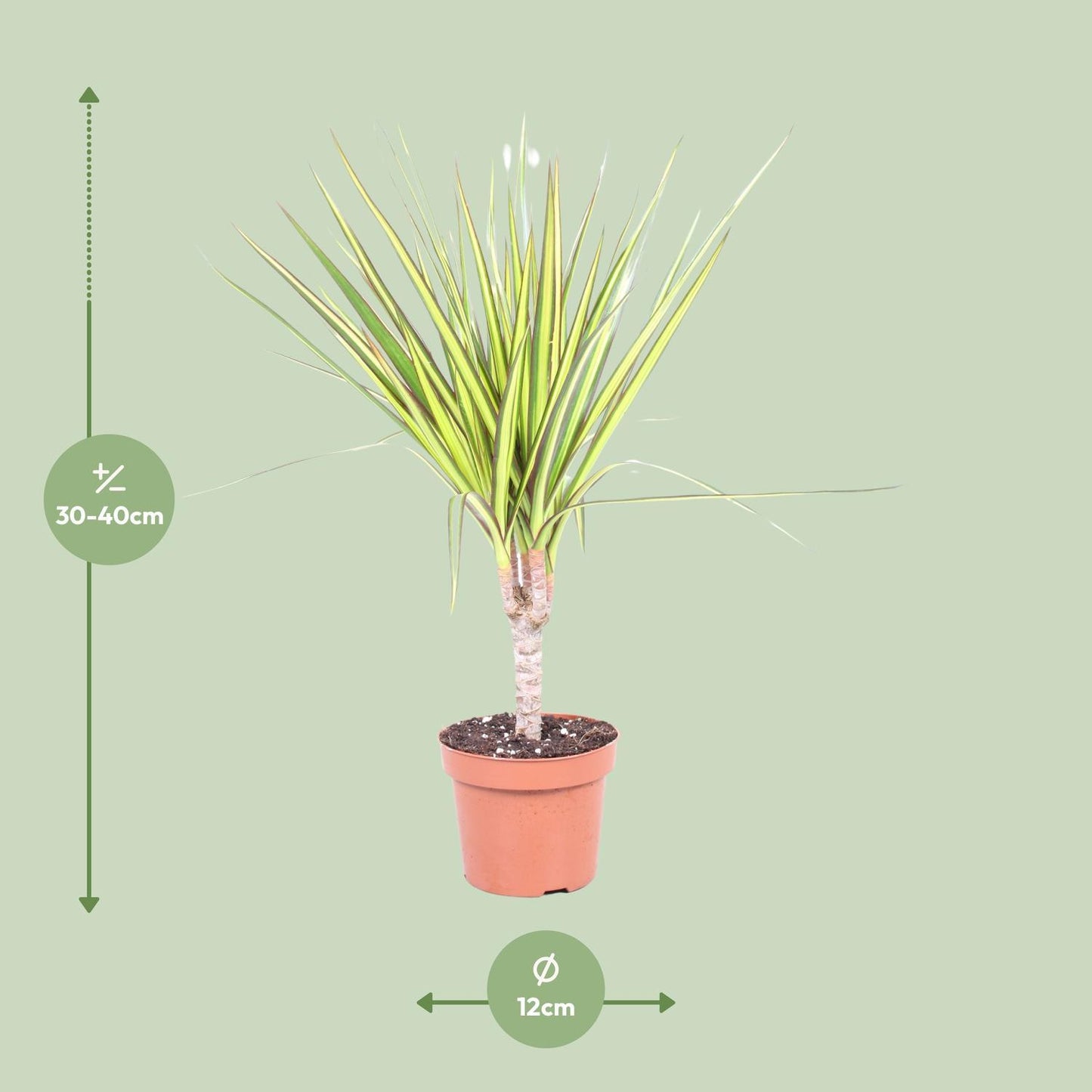 Dracaena Sunray Single Trunk - Ø12cm - ↕50cm