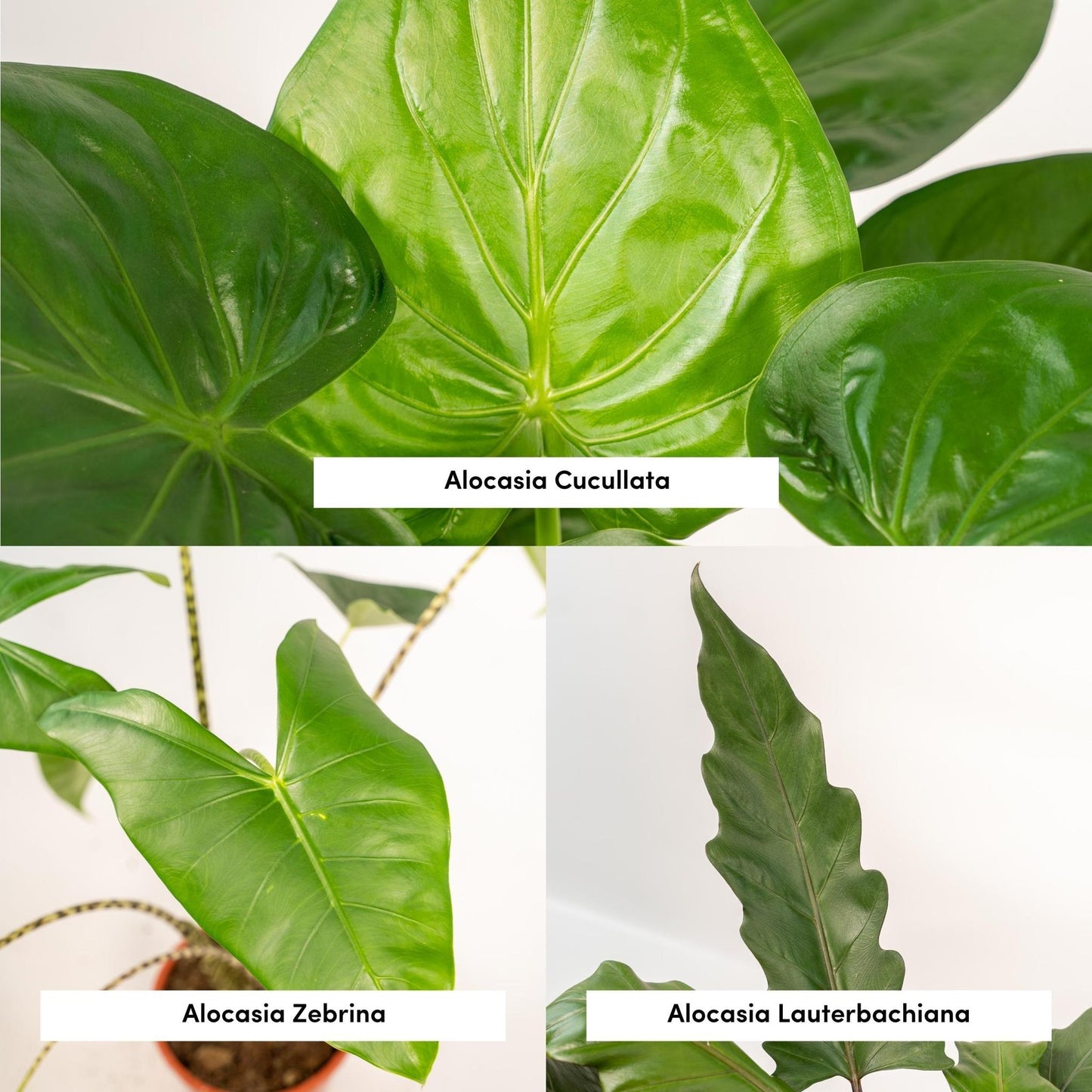 Alocasia Zebrina + Alocasia Cucullata + Alocasia Lauterbachiana