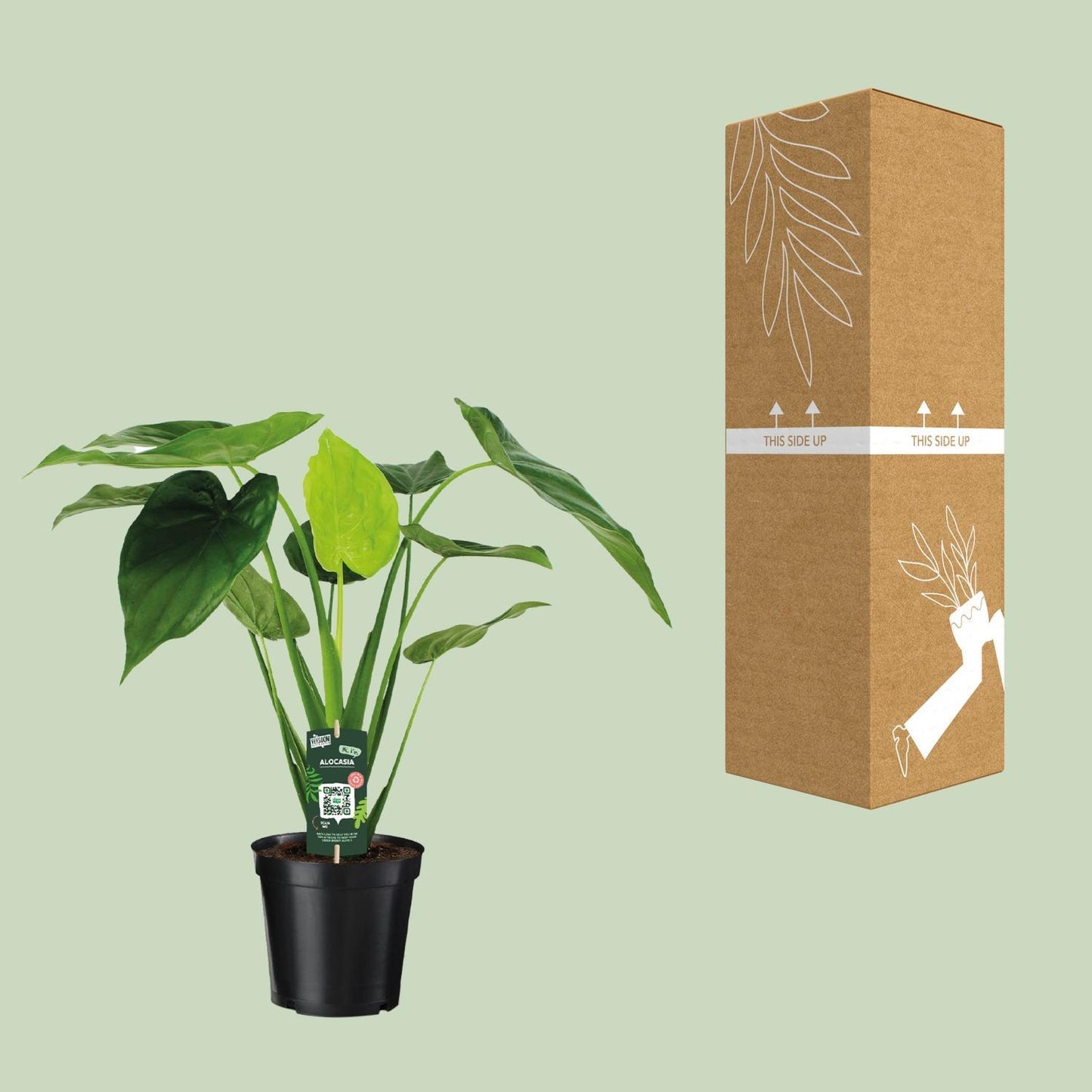 Alocasia Cucullata - Olifantsoor - 55cm - 19cm breed