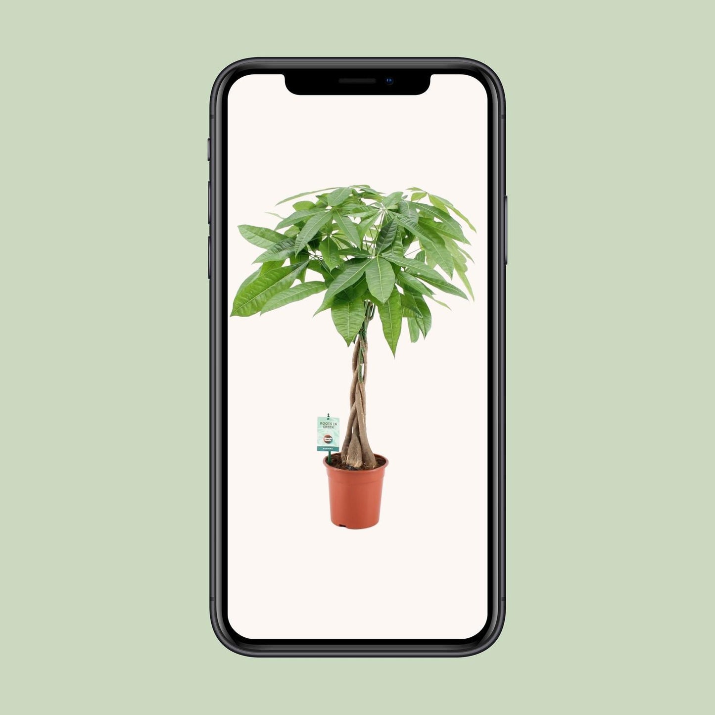Pachira Aquatica - Eau cacao - Ø19cm - ↕80cm