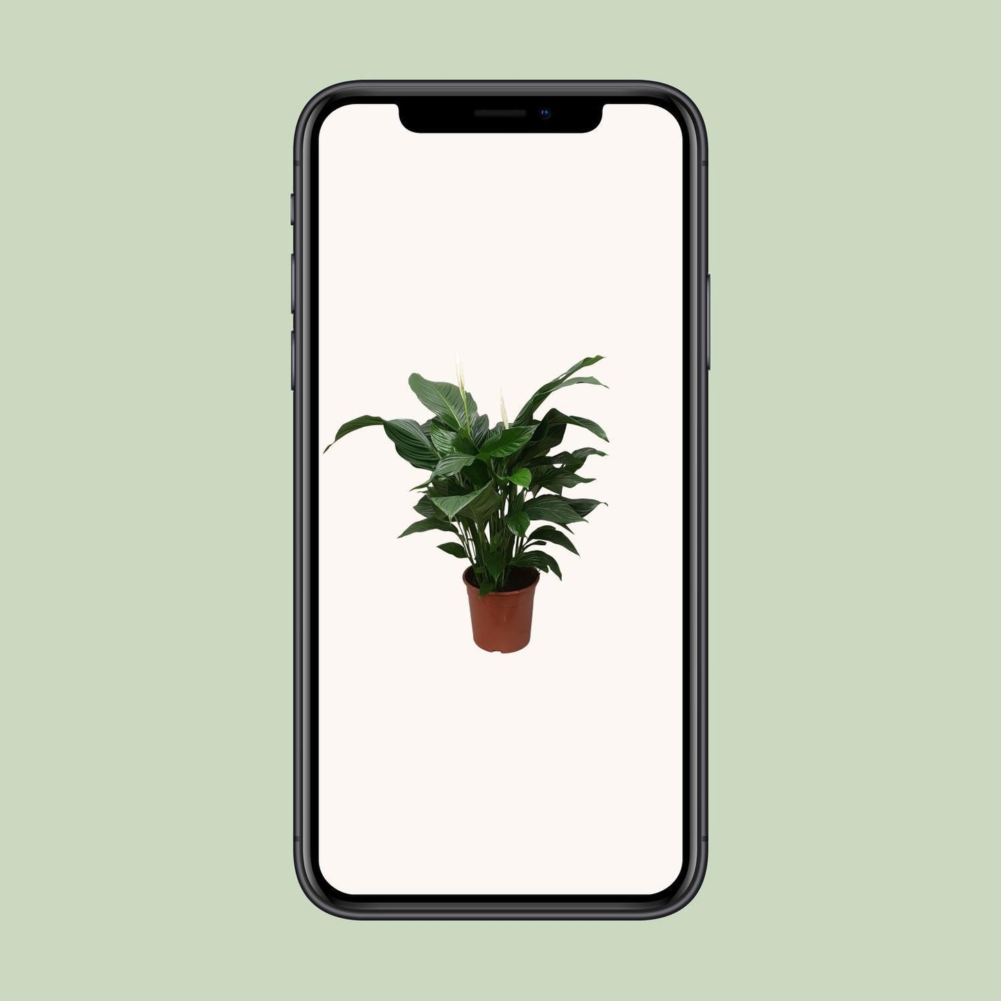Spathiphyllum Douce Silvana - Ø24cm - ↕80cm