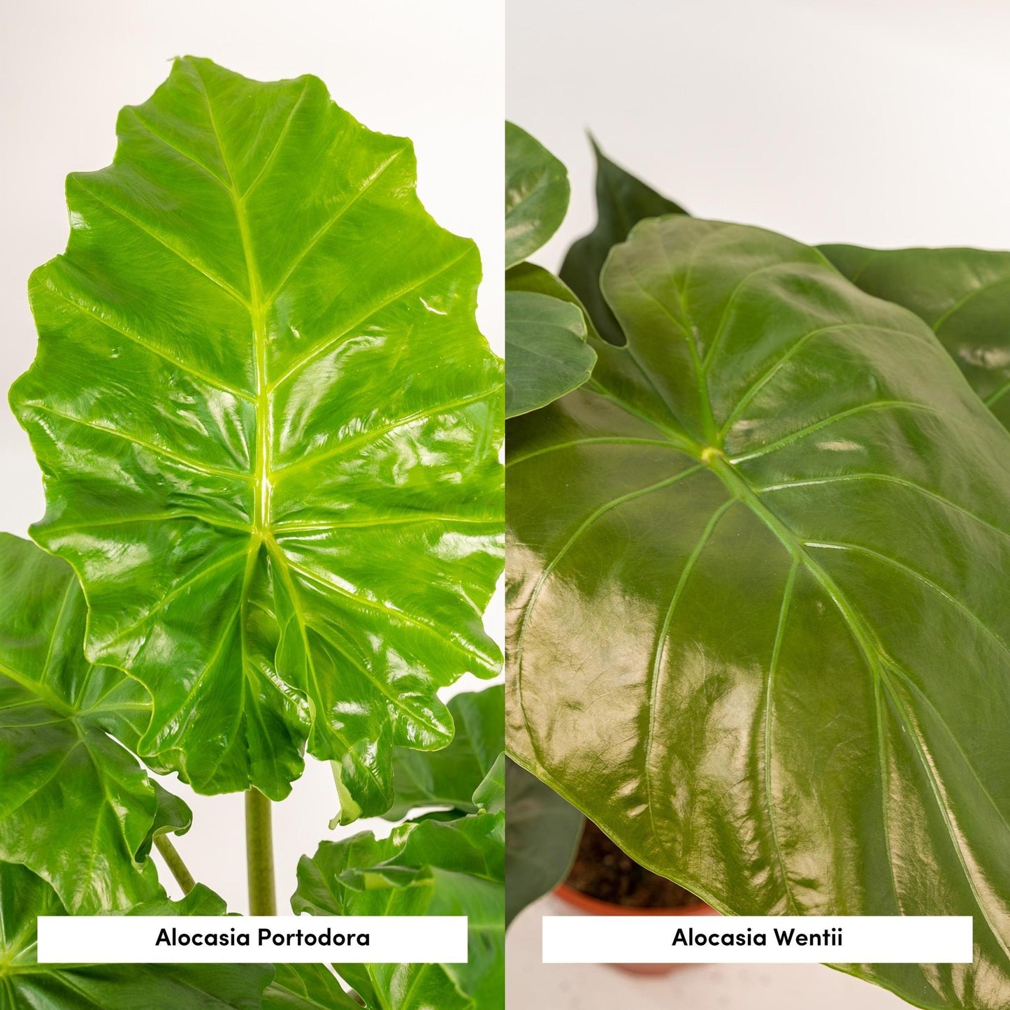 Alocasia Wentii + Alocasia Portodora