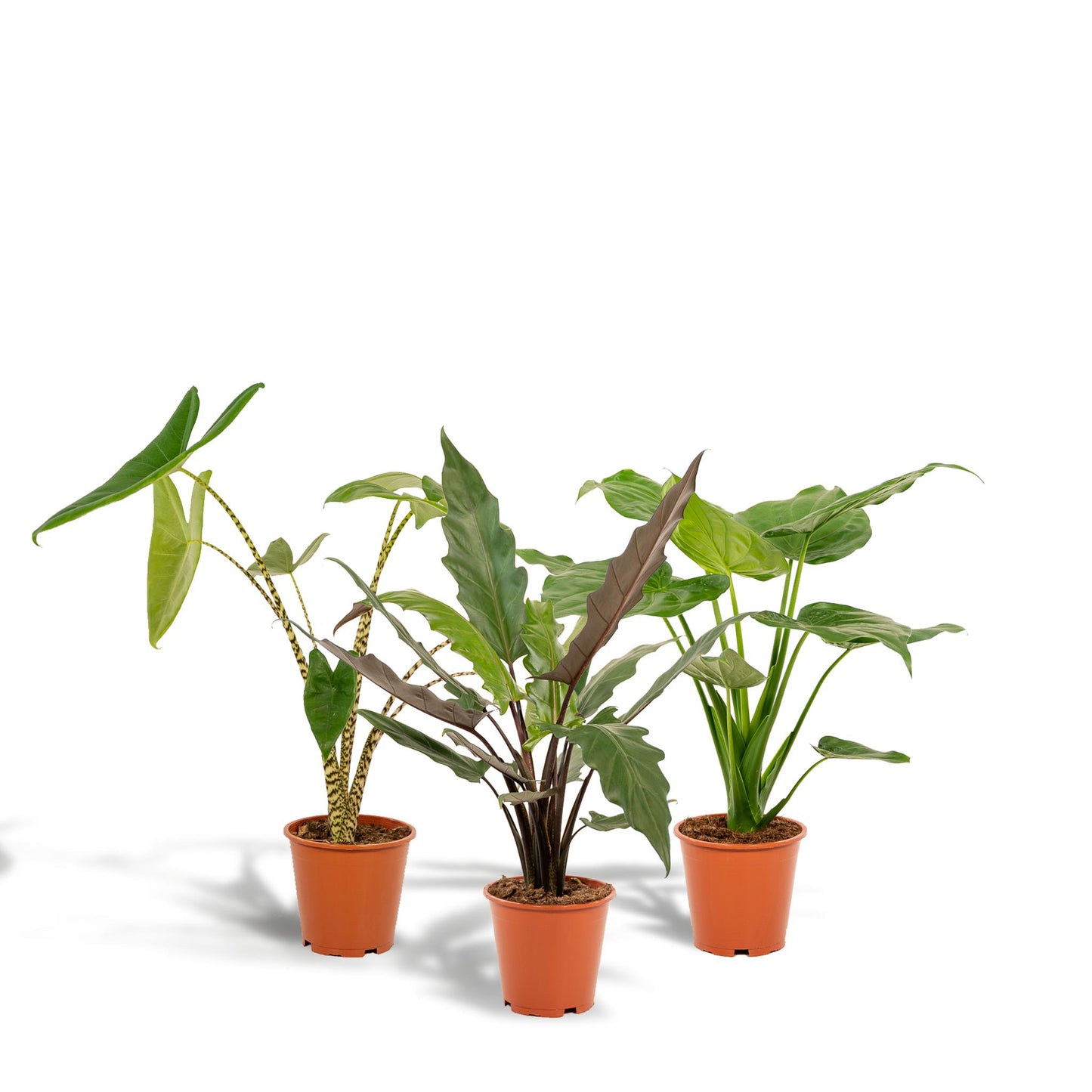 Alocasia Zebrina + Alocasia Cucullata + Alocasia Lauterbachiana