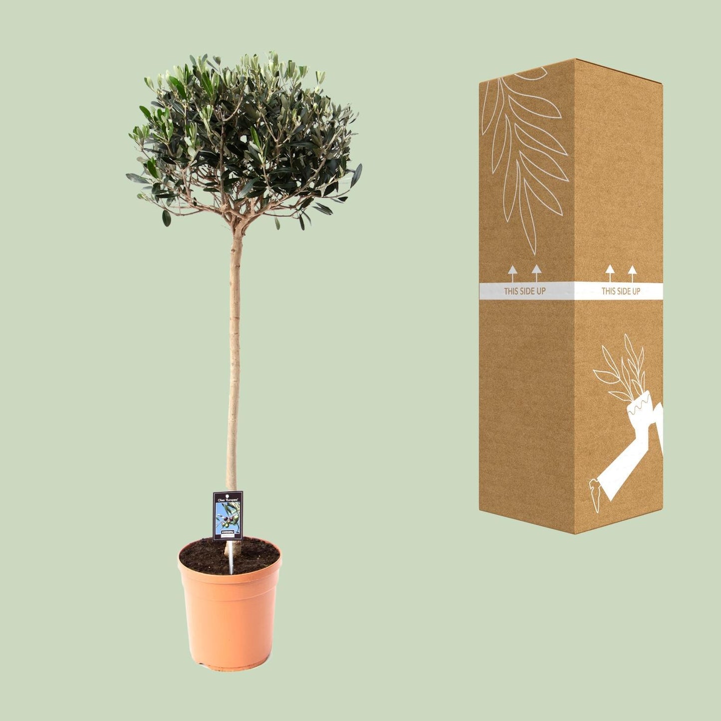 Olijf Olea - Olea Europaea - Ø19cm - ↕80cm