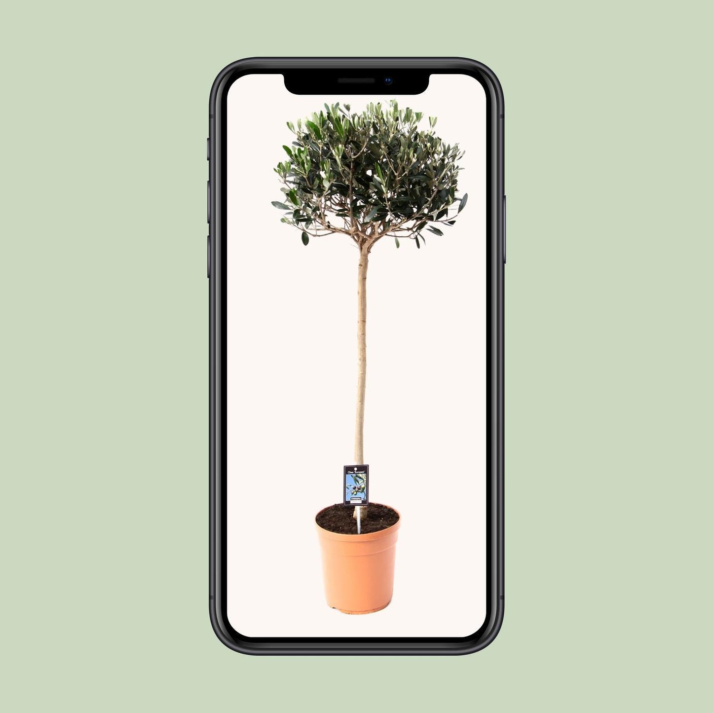 Olijf Olea - Olea Europaea - Ø19cm - ↕80cm