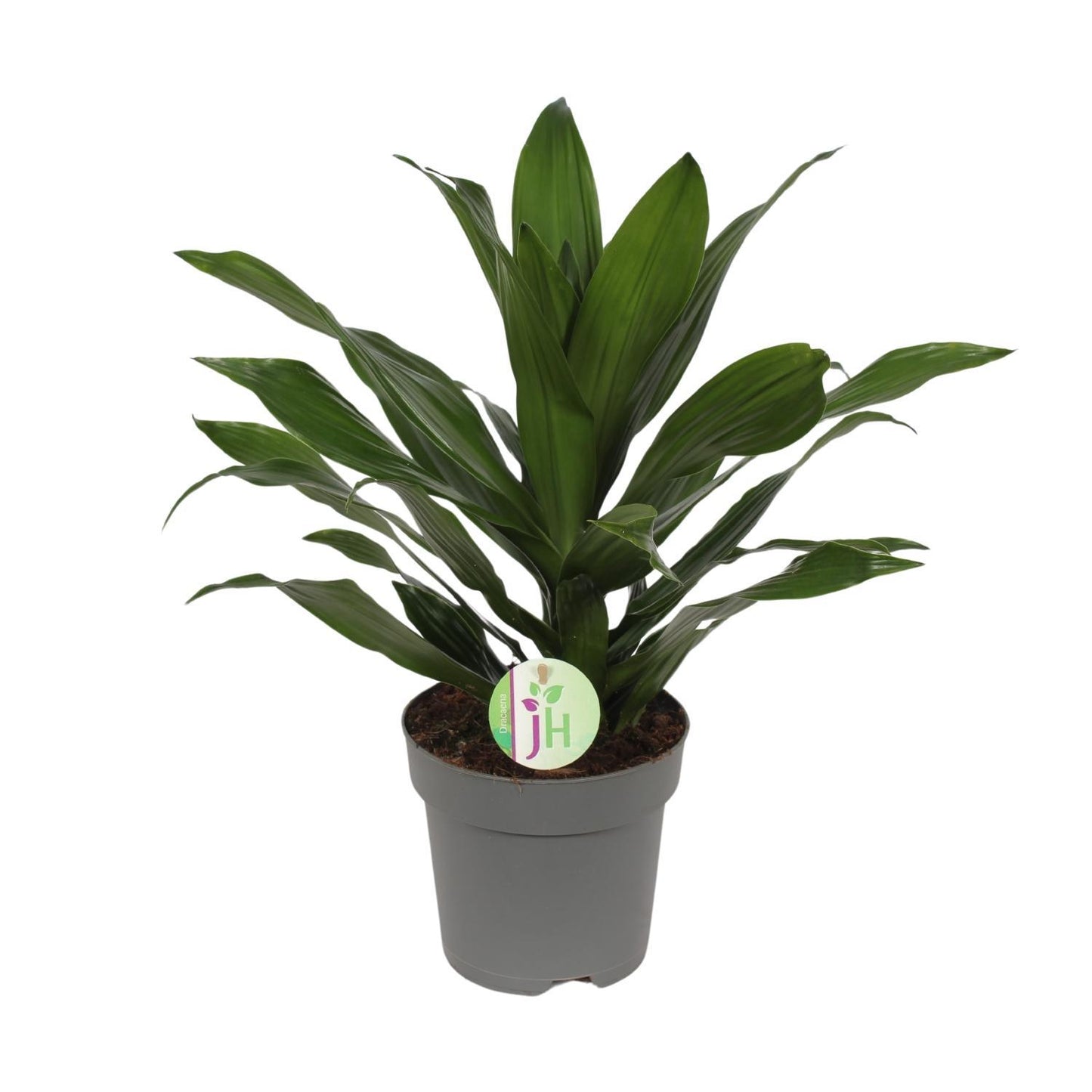 Dracaena Fragrans Groen Ø17cm - ↕40cm