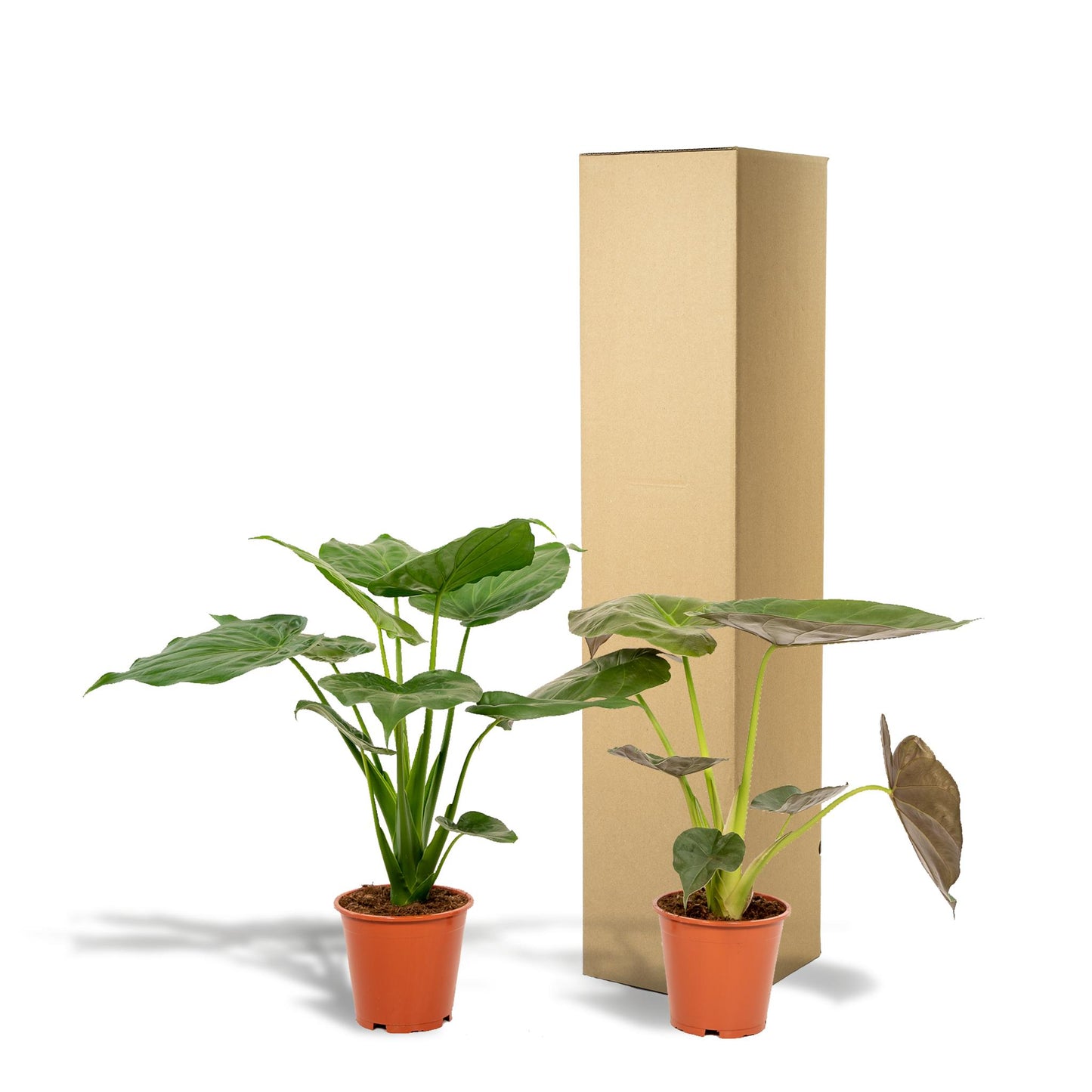 Alocasia Cucullata + Alocasia Wentii