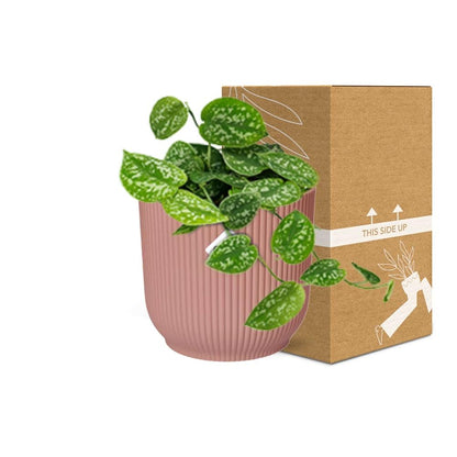 Scindapsus Pictus 'Argyraeus' in ELHO Vibes Fold 14cm pink