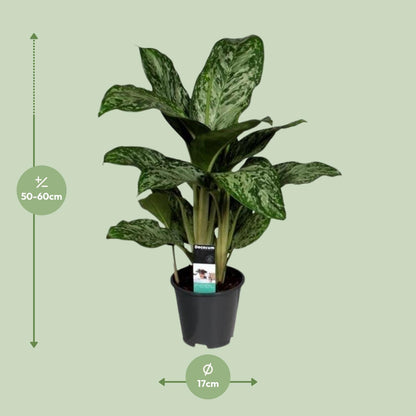 Aglaonema Feu Vert (Decorum) - Ø17cm - ↕60cm