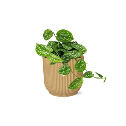 Scindapsus Pictus 'Argyraeus' in ELHO Vibes Fold 14cm yellow