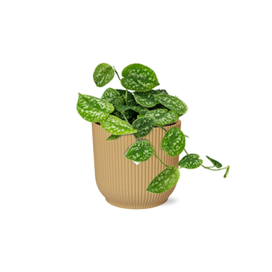 Scindapsus Pictus 'Argyraeus' in ELHO Vibes Fold 14cm yellow
