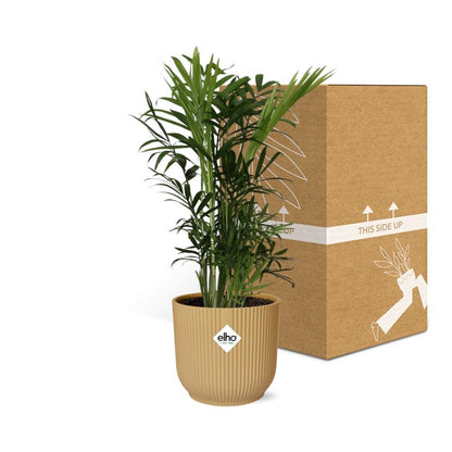 Chamaedorea Elegans in ELHO Vibes Fold 14cm yellow