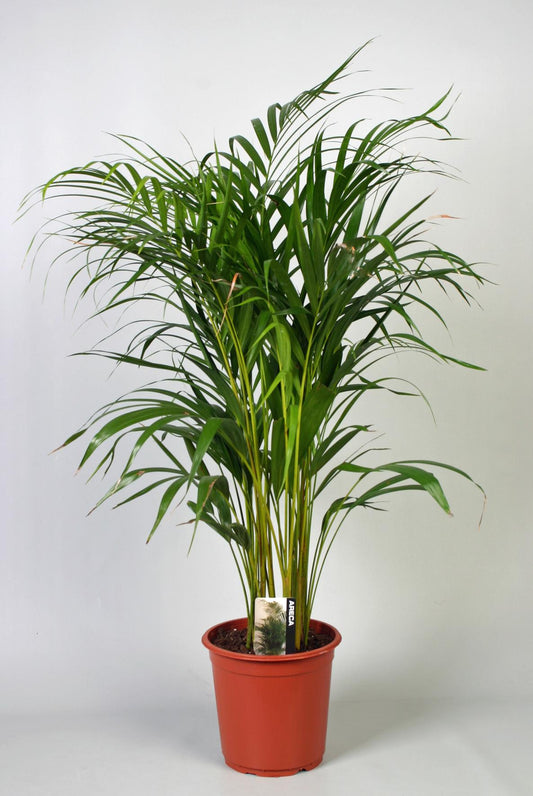 Dypsis Lutescens (Aréca) - Ø21cm - ↕100cm