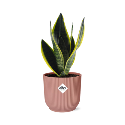 Sansevieria Futura Superba in ELHO Vibes Fold 14cm pink