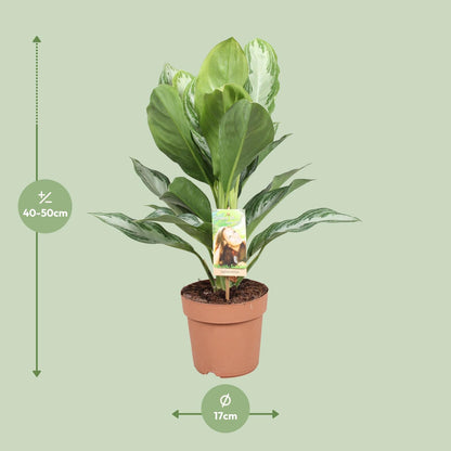 Aglaonema Silver Bay - Arbre à feuilles persistantes de Chine - Ø 17 cm - ↕ 55 cm