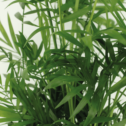 Chamaedorea Elegans (Mexican Mountain Palm) - 2 pieces - Ø17cm - ↕55cm