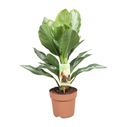 Aglaonema Silver Bay - Arbre à feuilles persistantes de Chine - Ø 17 cm - ↕ 55 cm