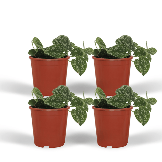 4x Scindapsus Pictus - Epipremnum - 15cm - ø12