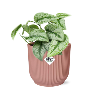 Scindapsus Pictus 'Trebie' in ELHO Vibes Fold 14cm pink