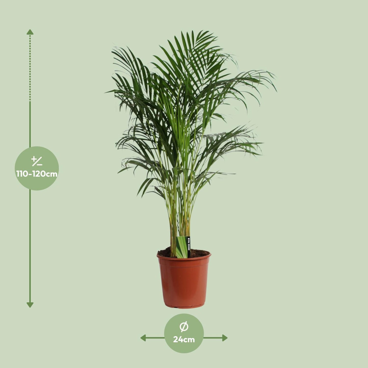Dypsis Lutescens (Aréca) A2 - Ø24cm - ↕120cm