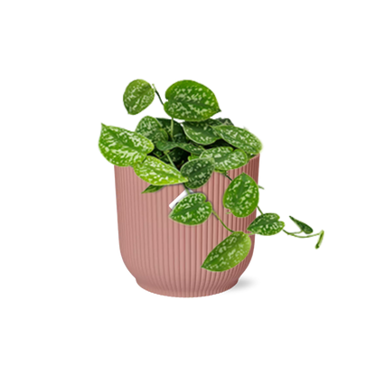 Scindapsus Pictus 'Argyraeus' in ELHO Vibes Fold 14cm pink