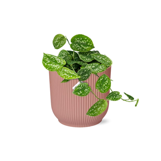 Scindapsus Pictus 'Argyraeus' in ELHO Vibes Fold 14cm pink