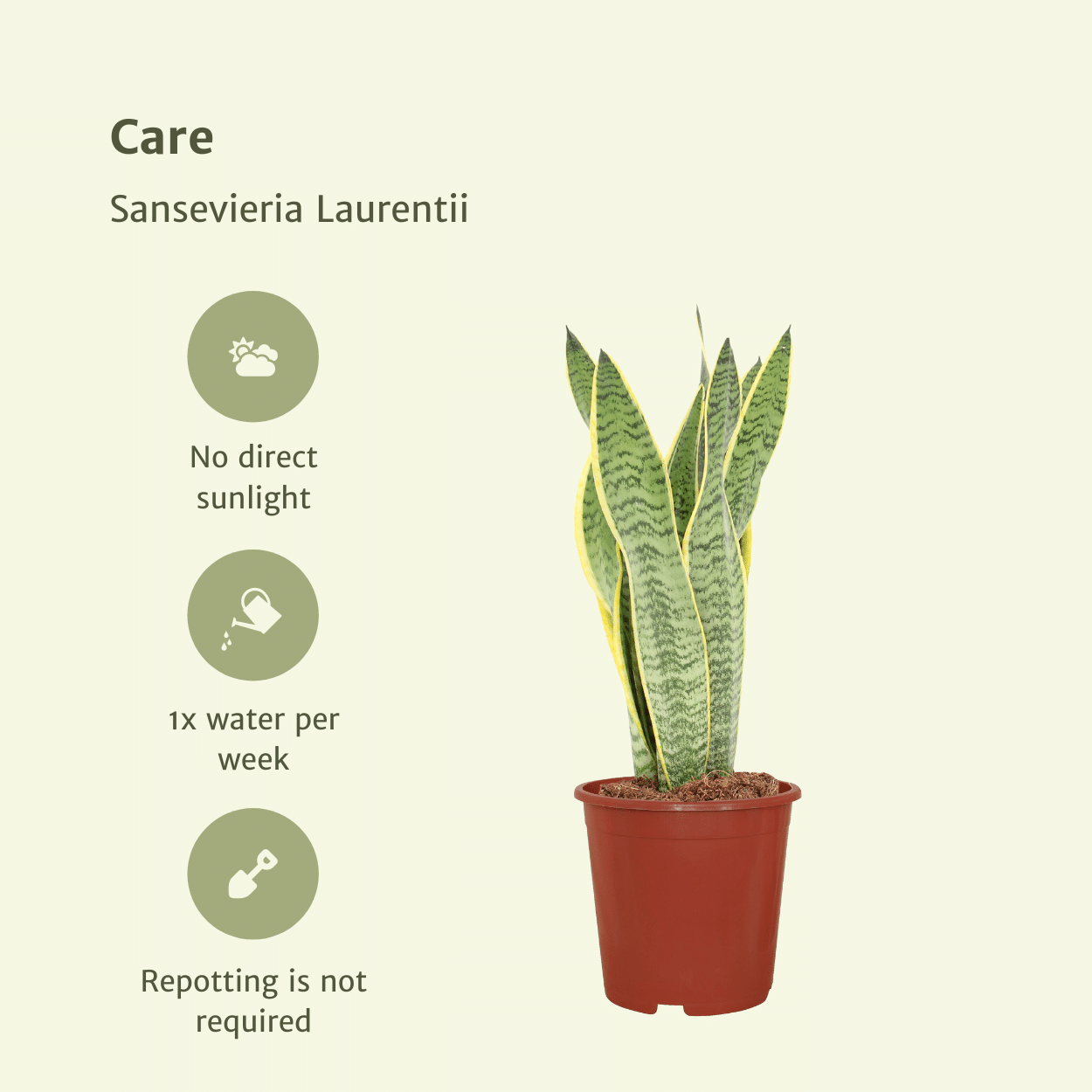 2x Sansevieria Laurentii - Mother-in-law's tongue - 40cm - ø14