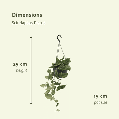 Scindapsus Pictus (Epipremnum) - 2 pièces - Ø15cm - ↕20cm