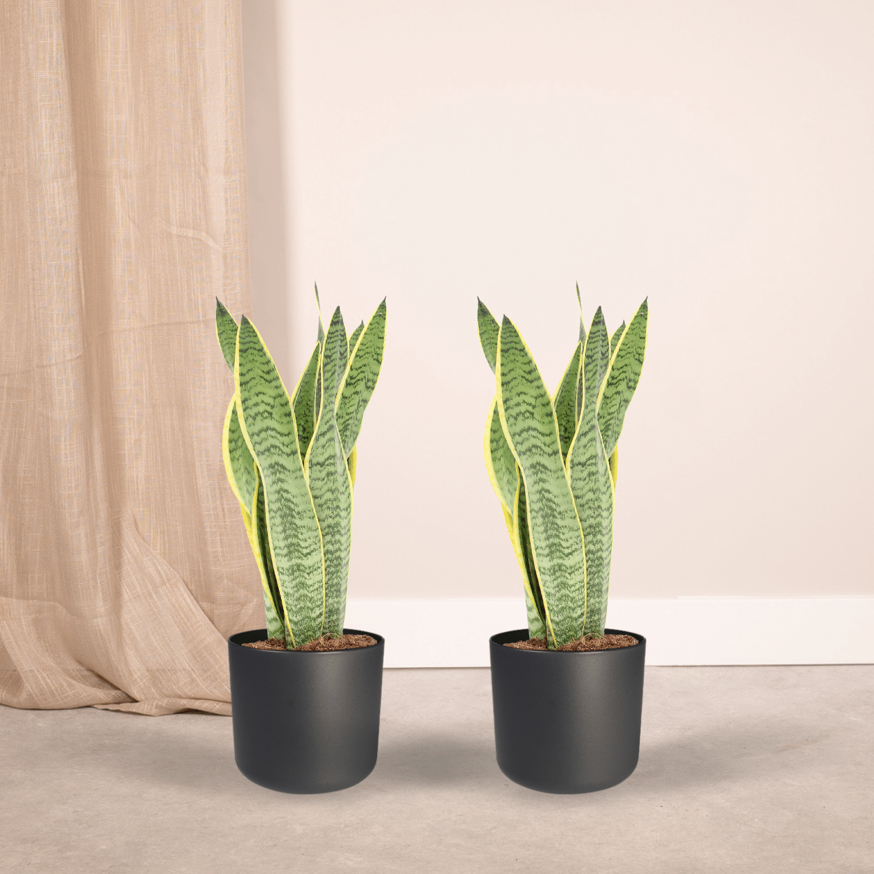 2x Sansevieria Laurentii - Mother-in-law's tongue - 40cm - ø14