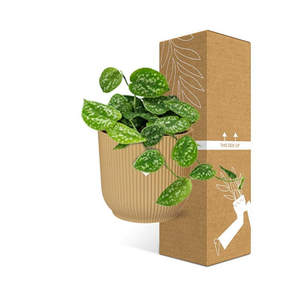 Scindapsus Pictus 'Argyraeus' in ELHO Vibes Fold 14cm yellow