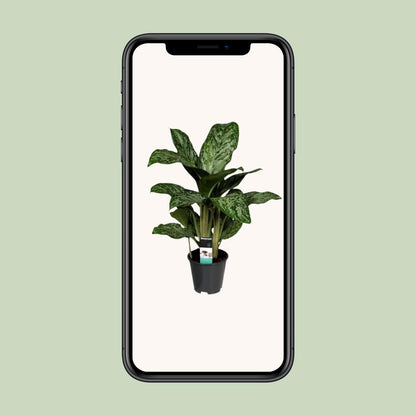 Aglaonema Feu Vert (Decorum) - Ø17cm - ↕60cm