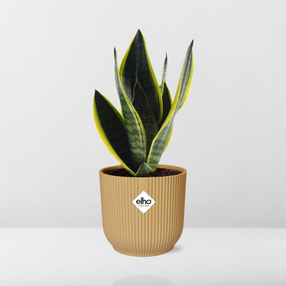 Sansevieria Futura Superba in ELHO Vibes Fold 14cm yellow