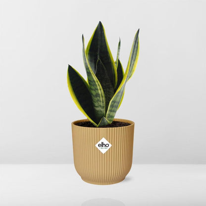 Sansevieria Futura Superba in ELHO Vibes Fold 14cm yellow