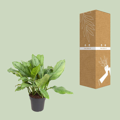 Aglaonema BJ, Freedman - Ø24cm - ↕70cm