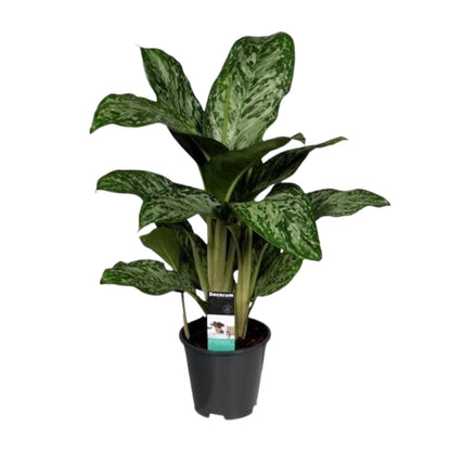 Aglaonema Feu Vert (Decorum) - Ø17cm - ↕60cm