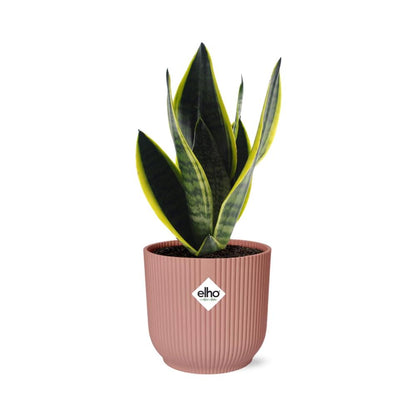 Sansevieria Futura Superba in ELHO Vibes Fold 14cm pink
