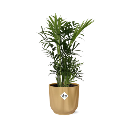 Chamaedorea Elegans in ELHO Vibes Fold 14cm yellow