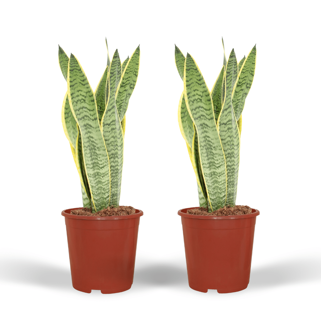 2x Sansevieria Laurentii - Mother-in-law's tongue - 40cm - ø14