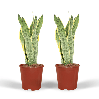 2x Sansevieria Laurentii - Mother-in-law's tongue - 40cm - ø14