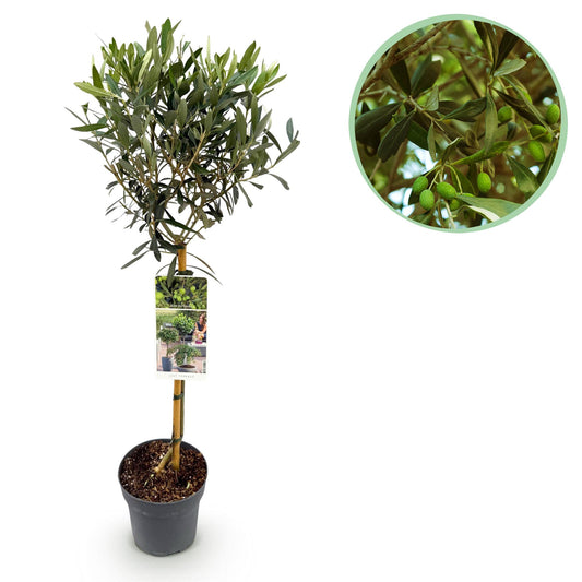 Green boutiQ - Garden plant - Olea Europaea - Plant on stem - Patio plant - Evergreen - Low maintenance - Pot 19cm Height 90cm