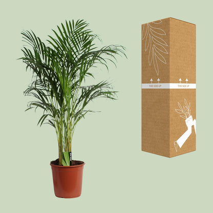 Dypsis Lutescens (Aréca) A2 - Ø24cm - ↕120cm