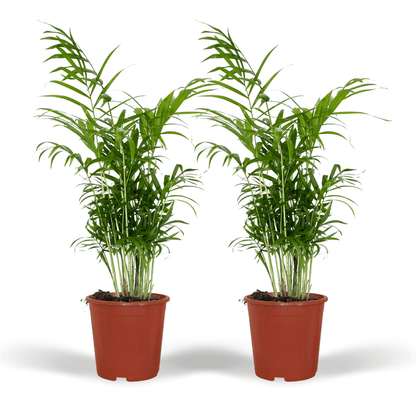 Chamaedorea Elegans (Mexican Mountain Palm) - 2 pieces - Ø17cm - ↕55cm